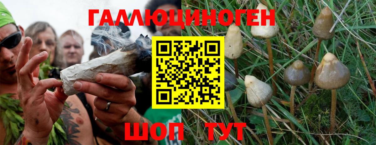 Галлюциногенные грибы Cubensis Коломна